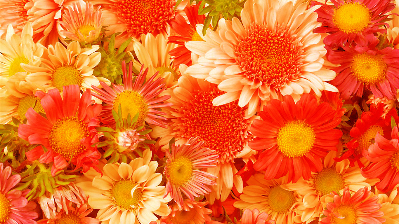 Shristi - The Universe: Flower Backgrounds & Wallpapers