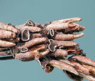 Encoeliopsis rhododendri