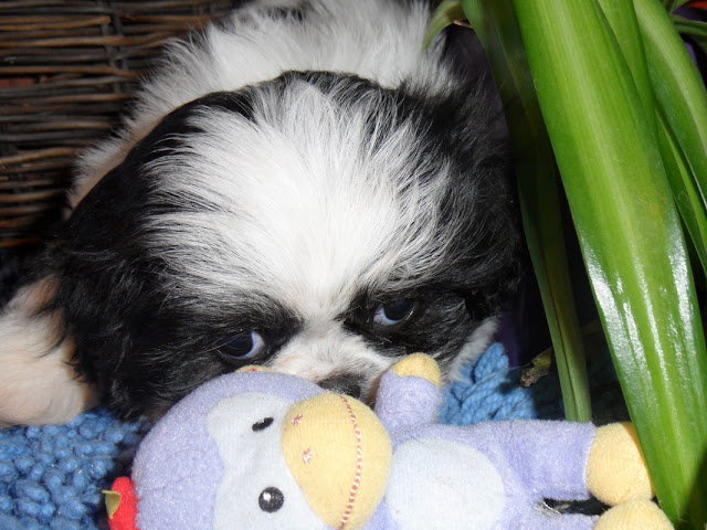 shih tzu com medo