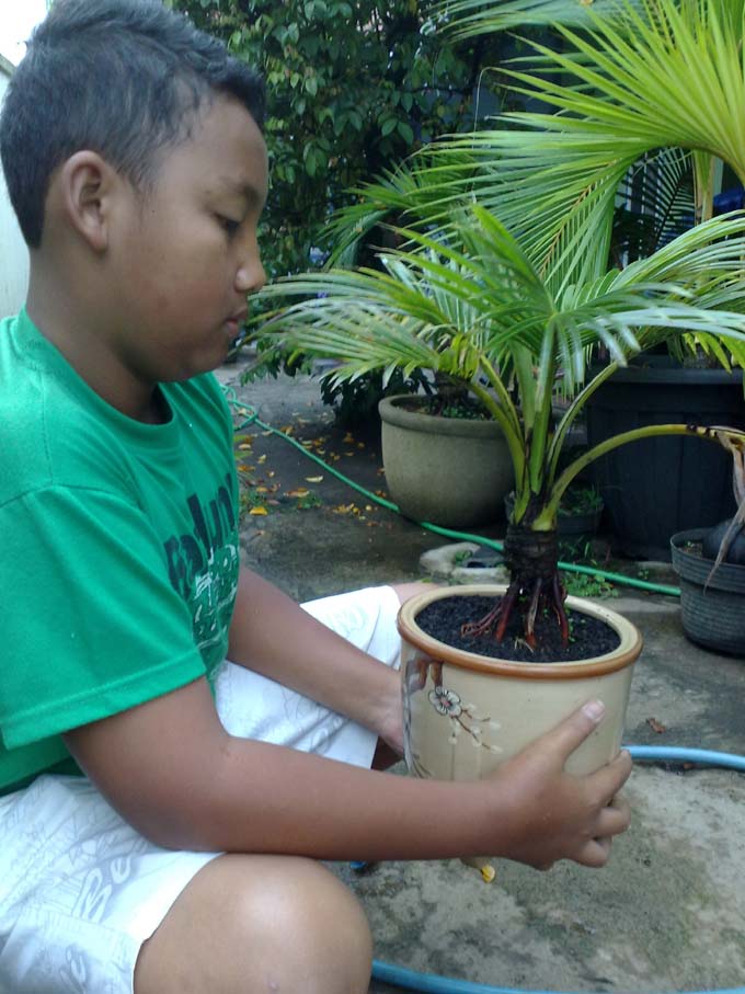 Bonsai Kelapa Malaysia Blogger Bonsai