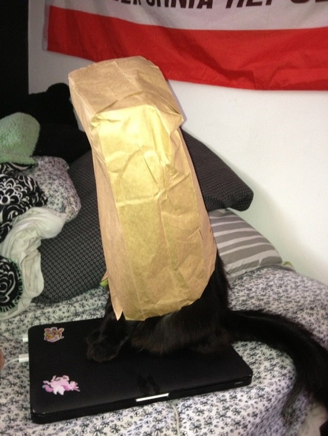 funny-cat-pictures-min