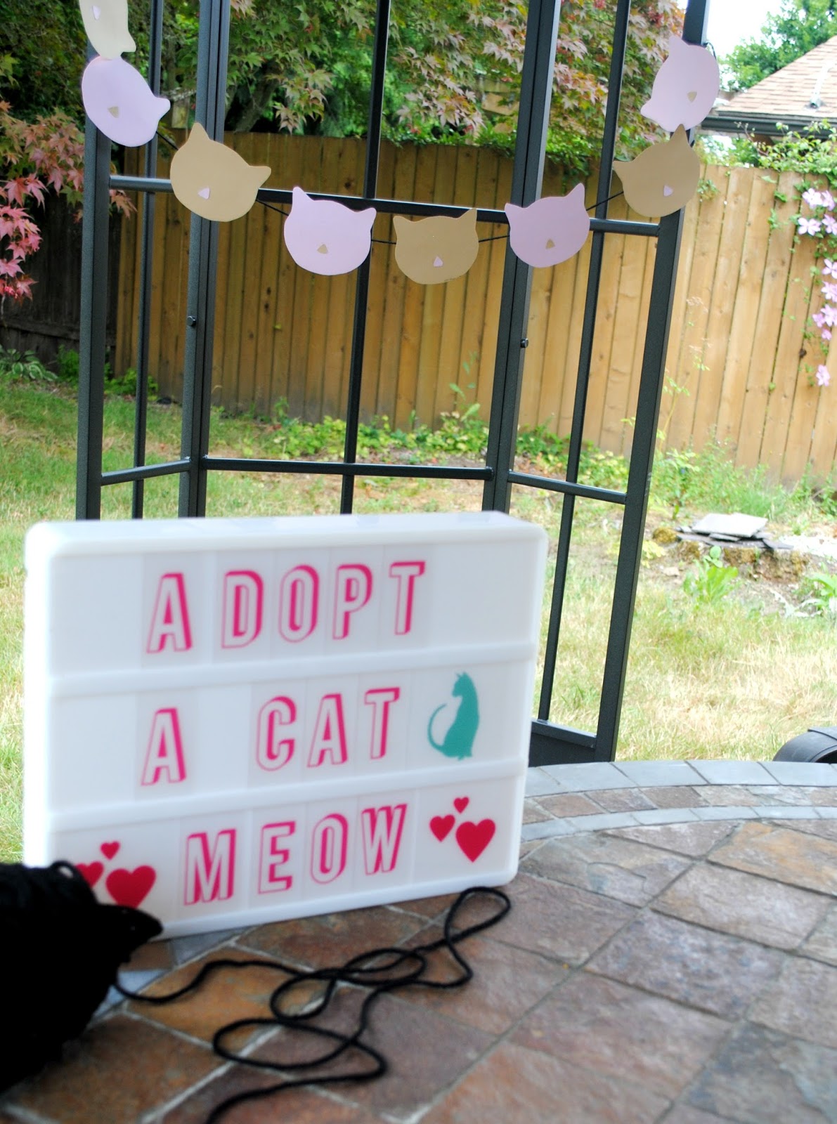 Fizzy Party Adopt A Cat Mini Party