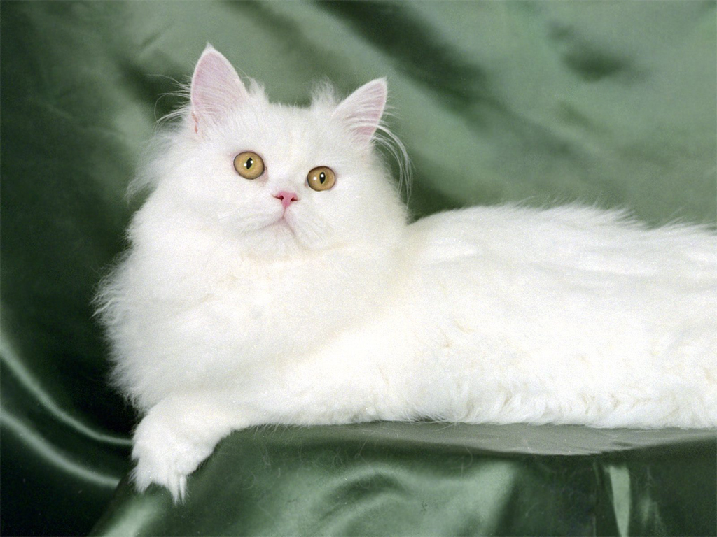 Images For: Beautiful White Cute Cat Pictures / Photos / Wallpapers