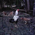 AYAM-AYAM ABI