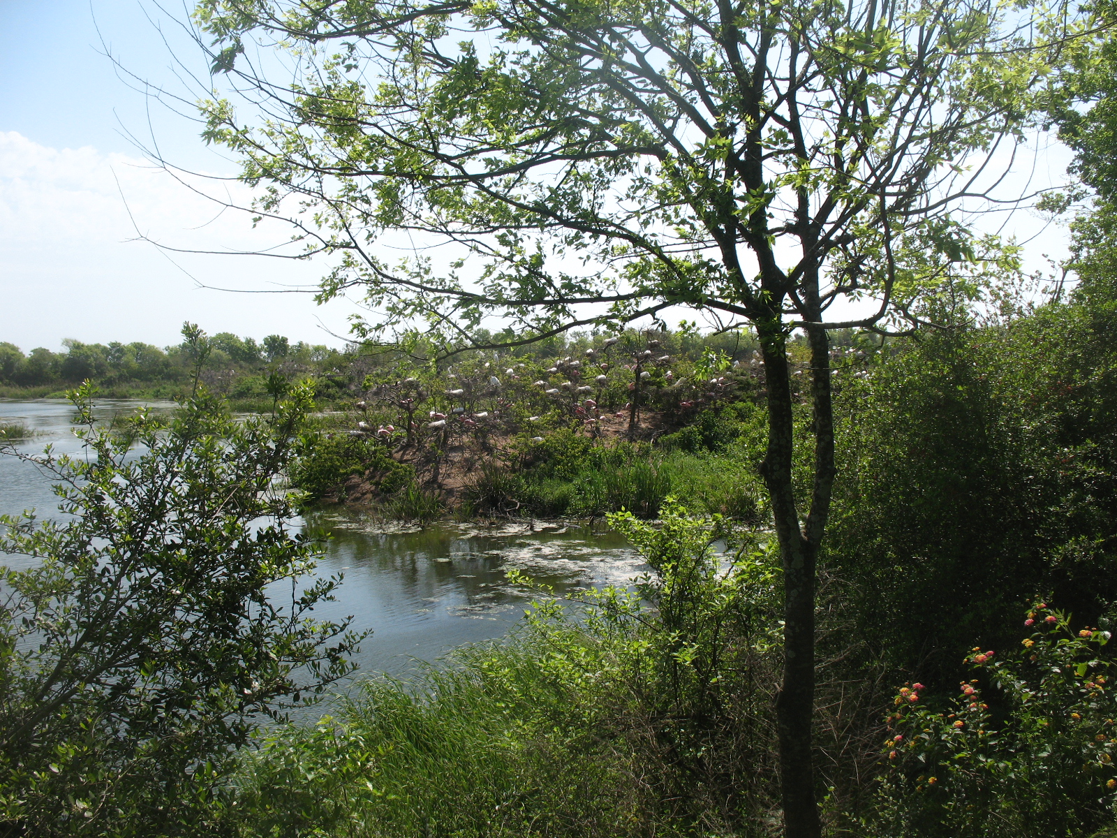 Doing It On The Road(Part II) High Island, Texas Birding