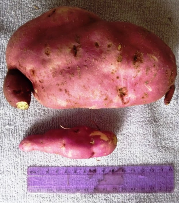 Roots 'n' Shoots Sweet Potato How To Grow Vegetable of the Month