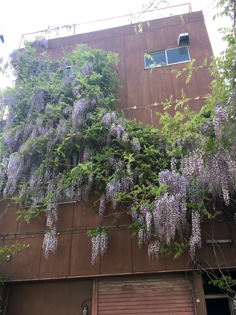 亀戸緑道公園の廃屋に咲く藤の花