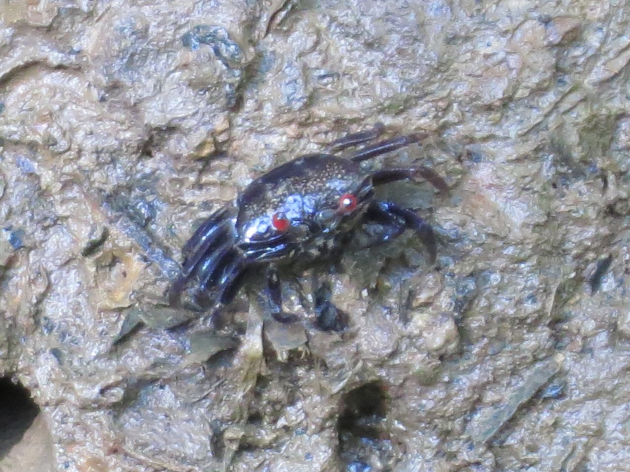 Adventures with the Naked Hermit Crabs Mud Lobster sighting on first