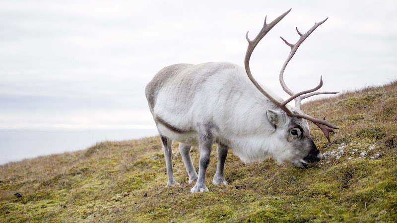 Reindeer