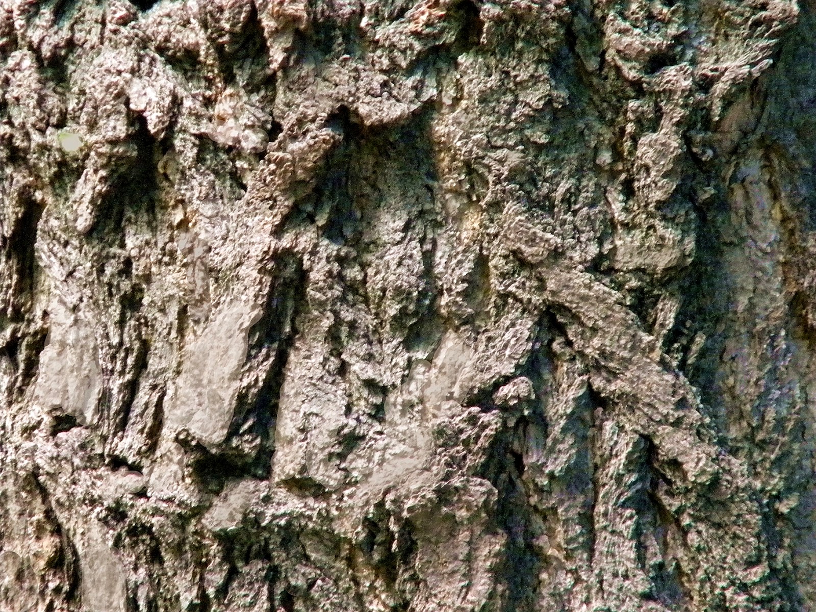 clipart tree bark - photo #13
