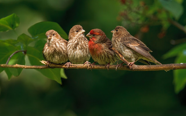 Fotografia de Familia de Aves Pequeña Imagenes de Aves Exoticas