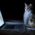 Fondo de Pantalla Animales Pequeños gatos observando imagen de otro gato