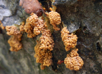 slime mold hangs in clusters by shrivelled yellowish strands.