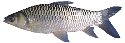 Mengenal Ikan Jelawat - Kelapkeliplampune