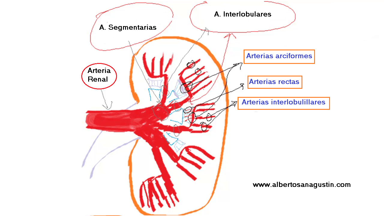 Nefrona y Circulación Renal (anatomía) Dr. Alberto Sanagustín