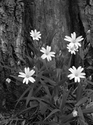 przyroda w maju slow life, blog