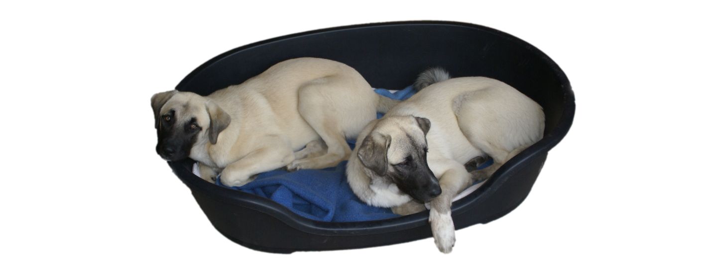 Hundefutter und Kräuter für Hunde Manch "Alten" plagt die Arthrose&hellip;