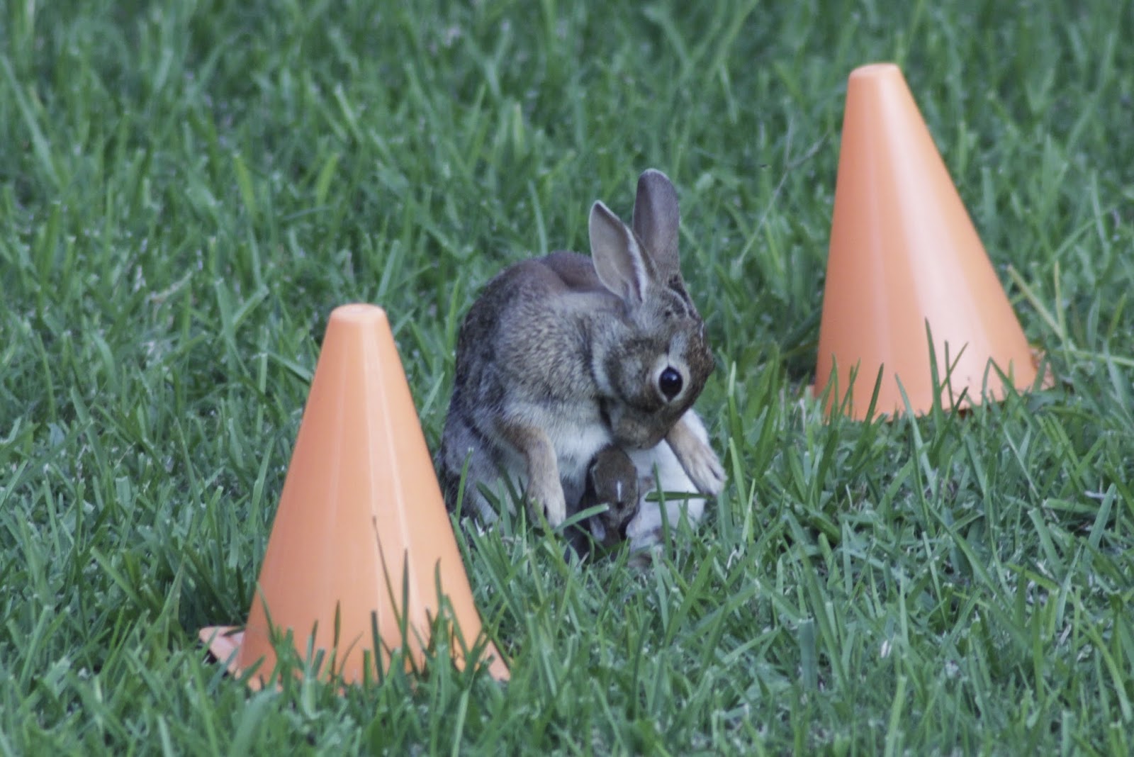 Richards Family Six baby bunnies