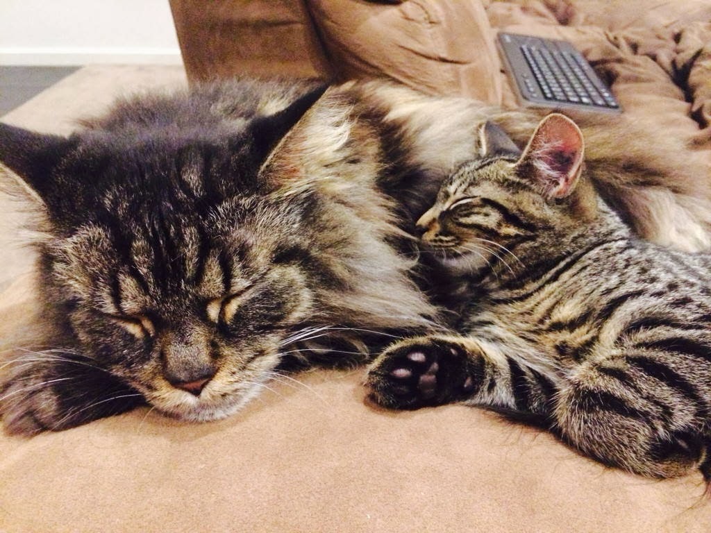 Funny cats - part 93 (40 pics + 10 gifs), cat and kitten cuddling