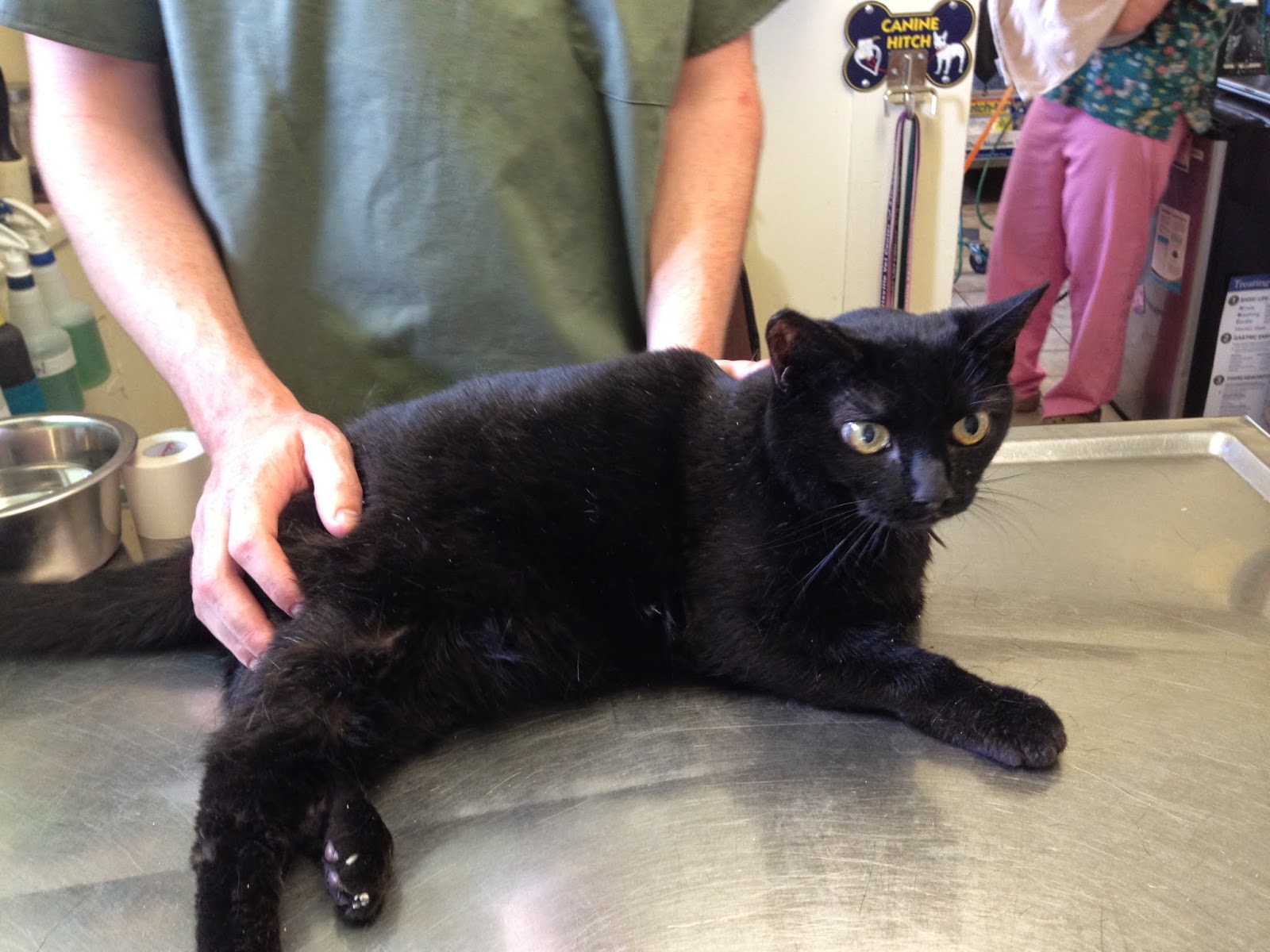 Diary of a RealLife Veterinarian A Simple Reason Your Older Cat Can't