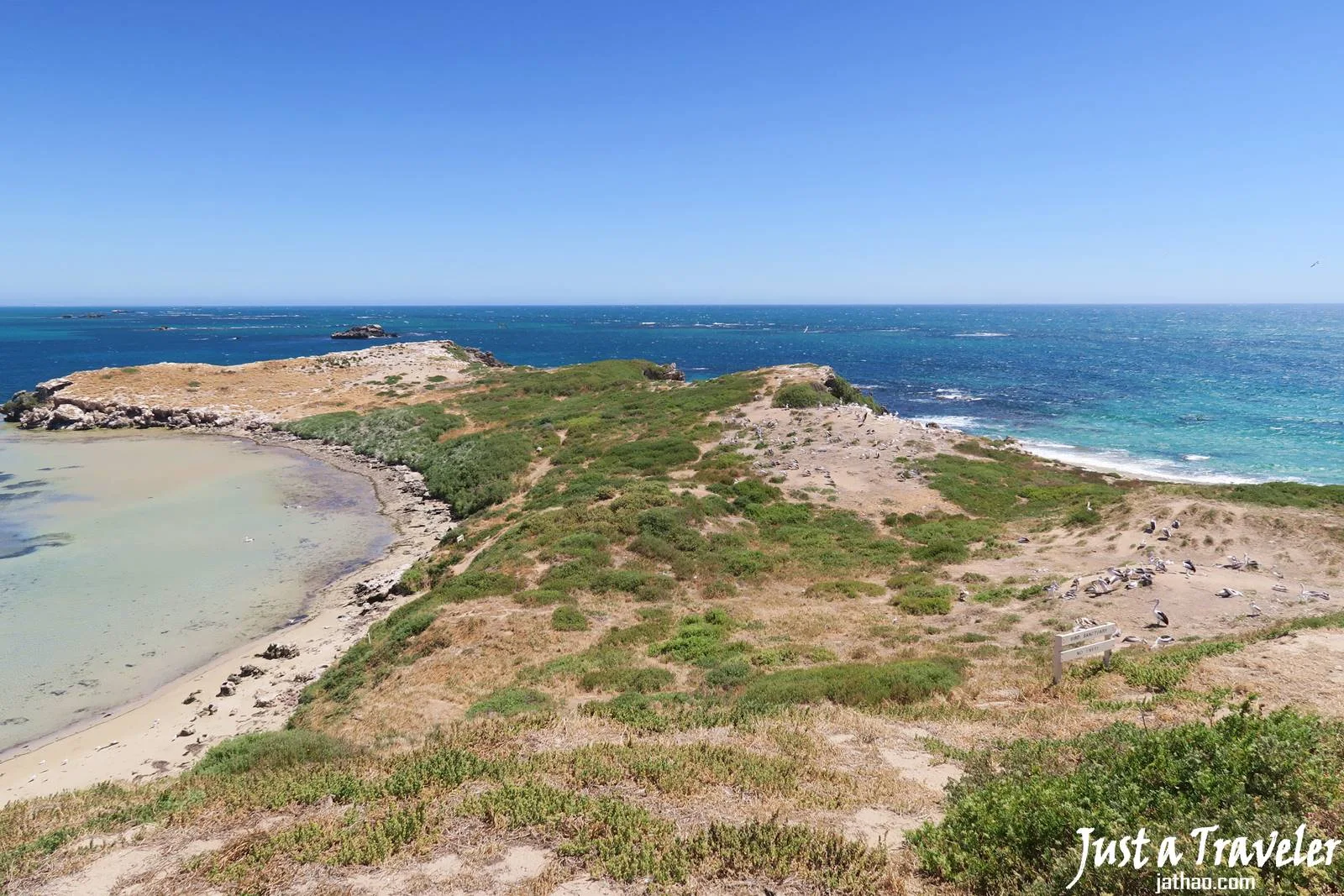 伯斯-景點-推薦-必玩-一日遊-企鵝島-Penguin-Island-遊記-旅遊-自由行-Perth