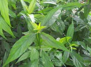 kebaikan pokok belalai gajah