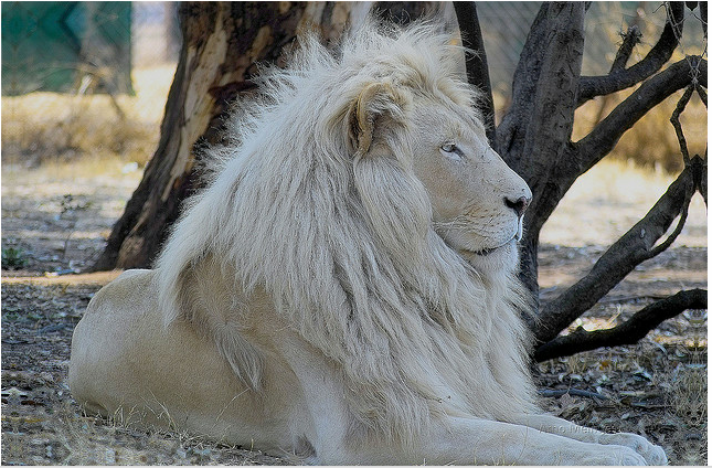 Many Means: White Lions, South Africa