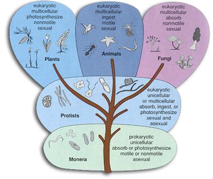 Science World: CLASSIFICATION OF LIVING ORGANISMS 1.1 CLASSIFICATION: