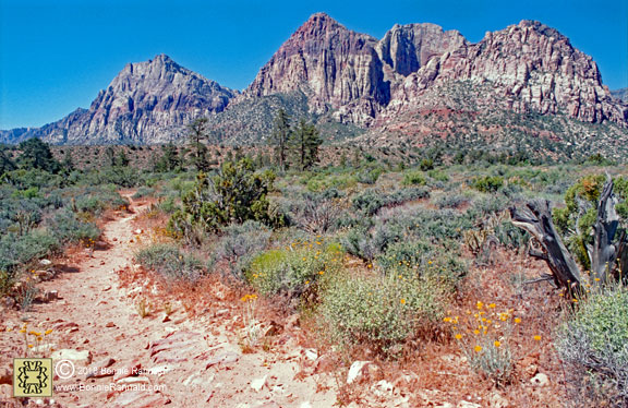 Pine Creek Trail, Red Rock Canyon National Conservation Area
