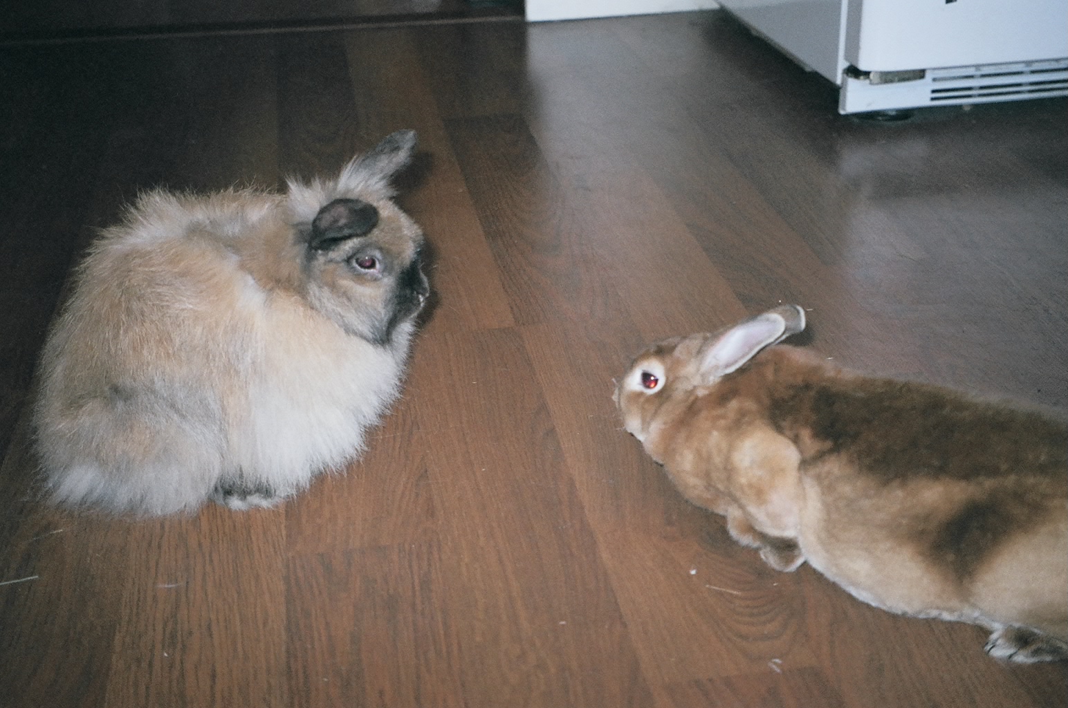 The Animal Cabin Things to Know Before Adopting a Rabbit