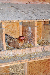 coop chicken nesting boxes know need