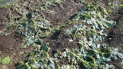 雪の影響で枯れたジャガイモの地上部