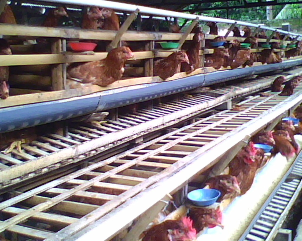 UKM (Usaha Kecil Menengah): Budidaya Ayam Petelur