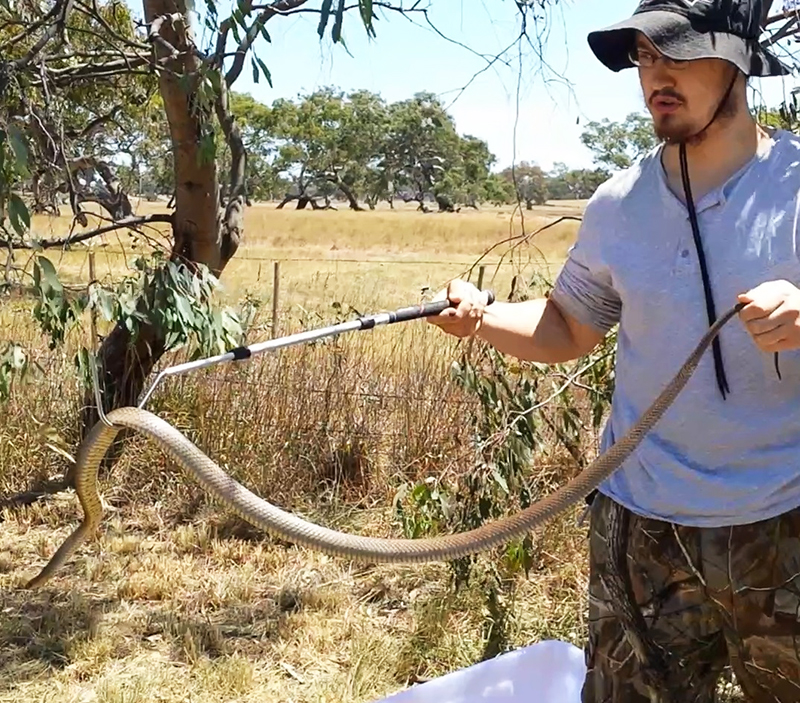 Canine Snake Avoidance Training | Australian Dog Lover
