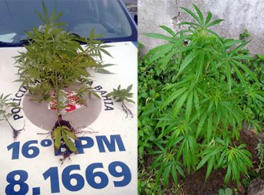 Polícia apreende cinco pés de maconha em terreno em Conceição do Coité Polícia apreende cinco pés de maconha em terreno em Conceição do Coité
