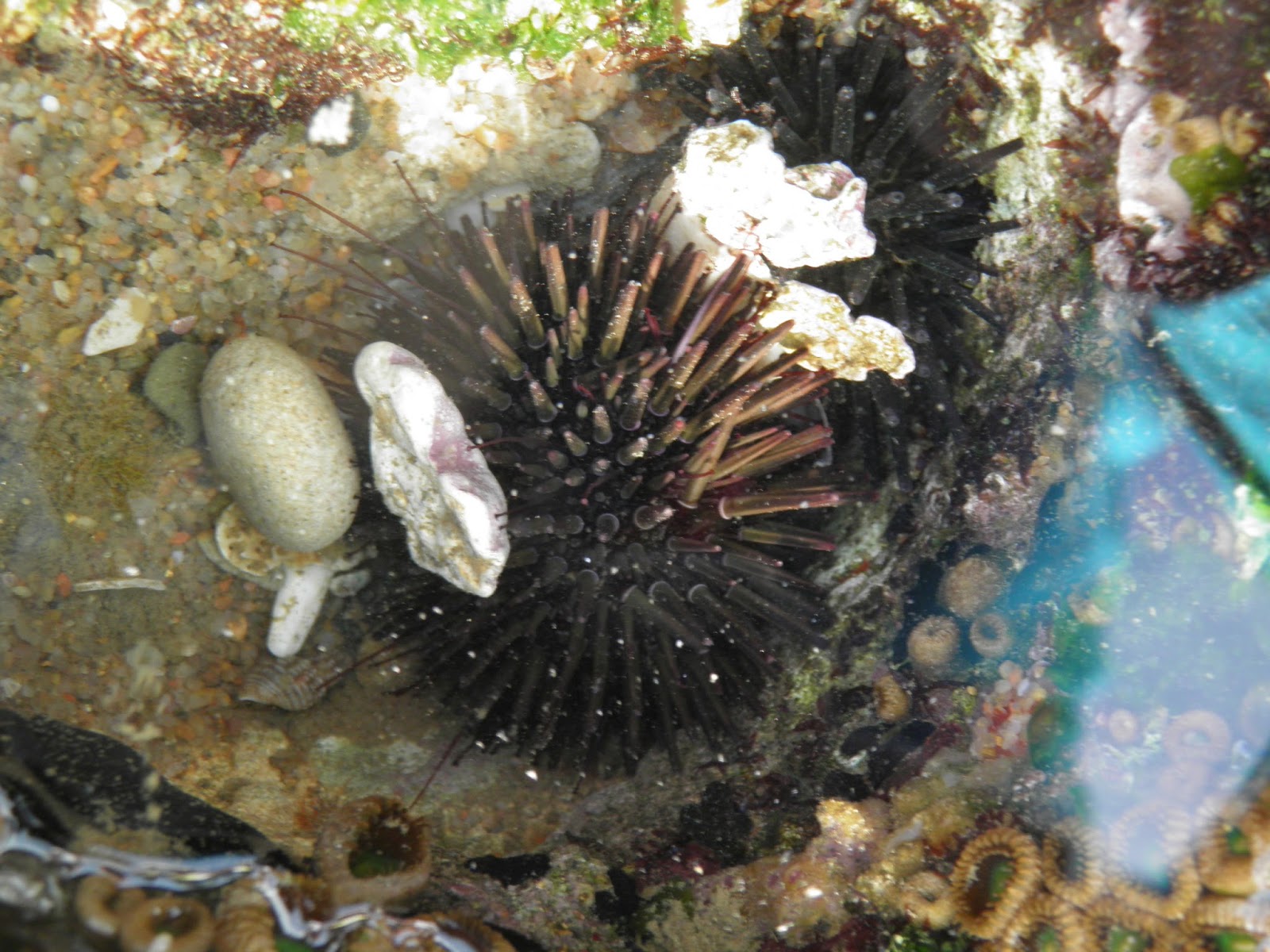 Marine Practical – Rocky Shores Visit | Nature Notes 2013