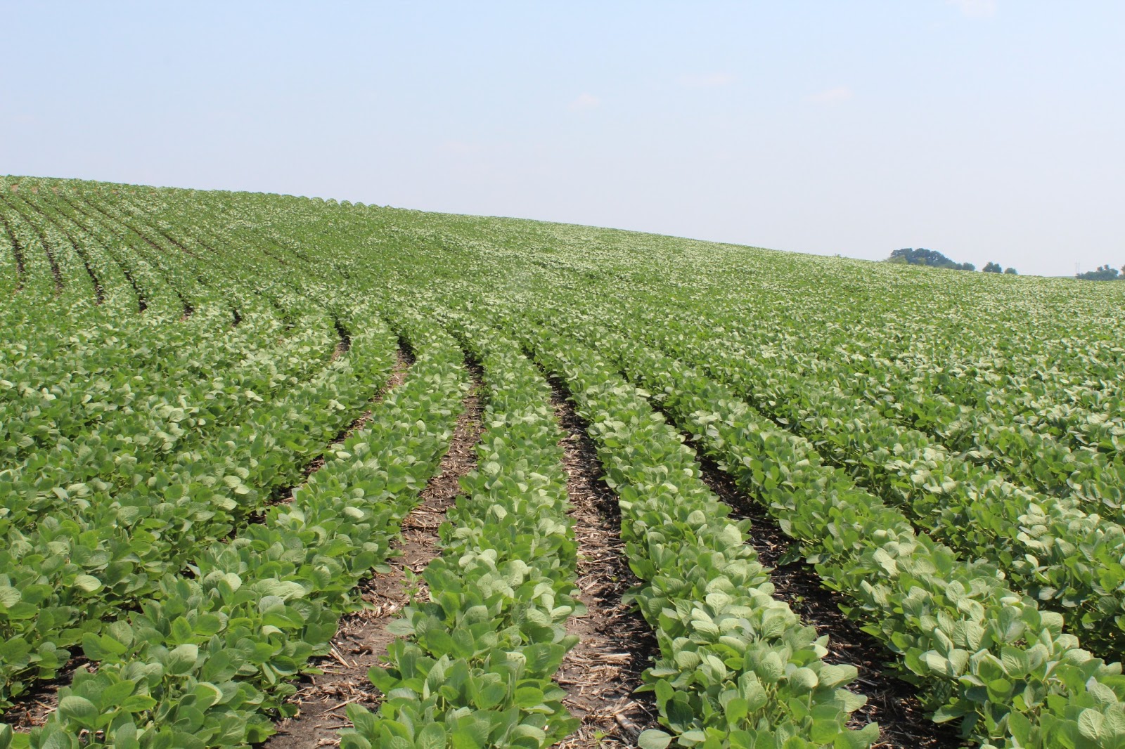 Kaelly Studio Corn and beans "oh how you have grown and what do we