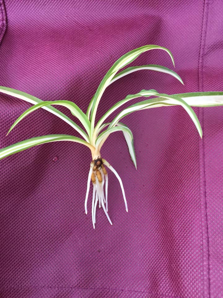 Cash Side Hustle How I Earned Over 350 Selling Spider Plants