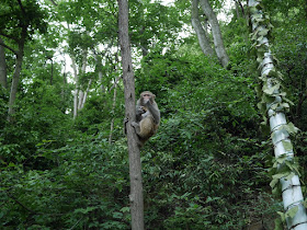 monkey in a tree in Guiyang