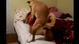 Anjing Sexs Vs Manusia | Sex Pictures Pass