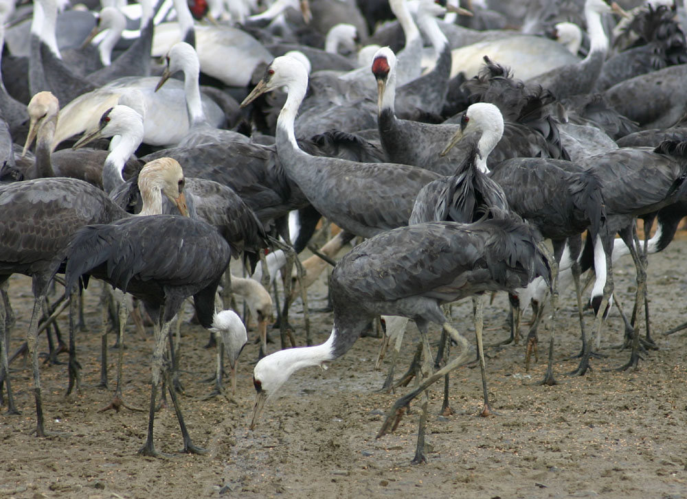 Vickie Henderson Art Hooded Crane at Hiwassee Wildlife Refuge in Tennessee