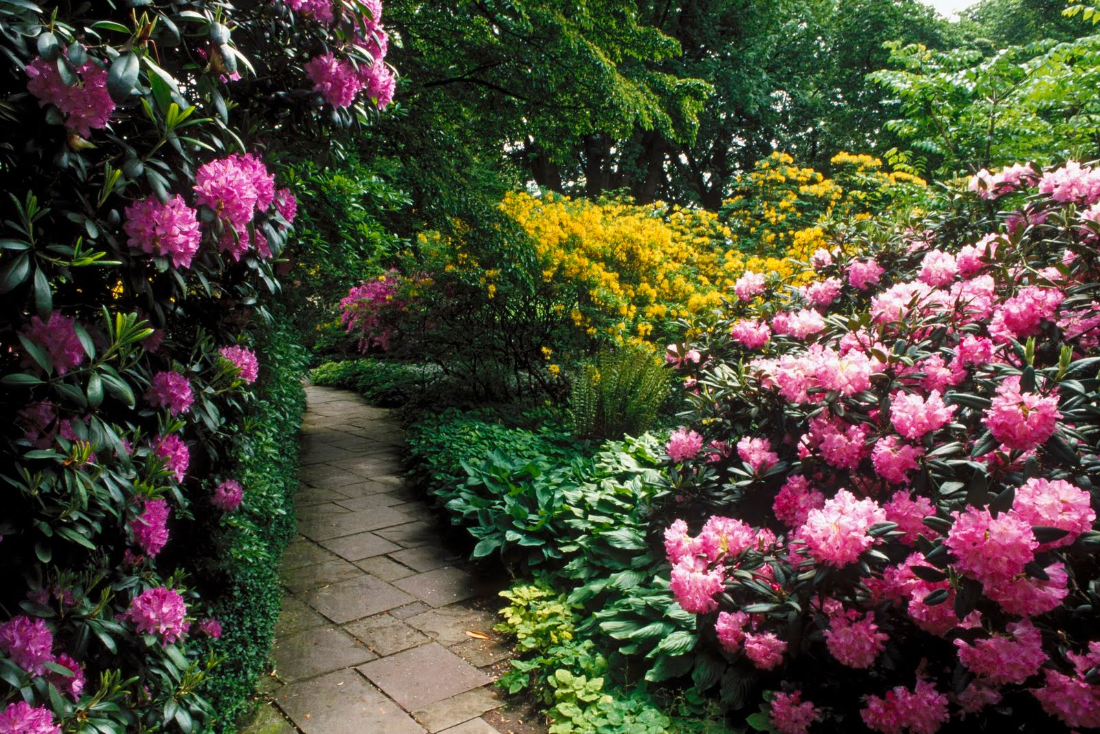 Beautiful flower garden, flower forest cool wallpapers