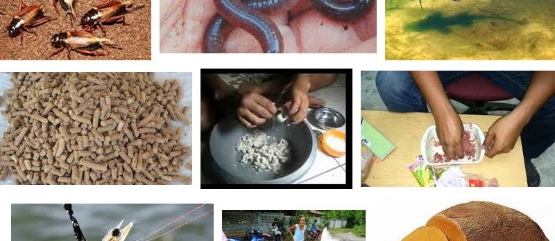 Makanan Kesukaan Ikan Lele