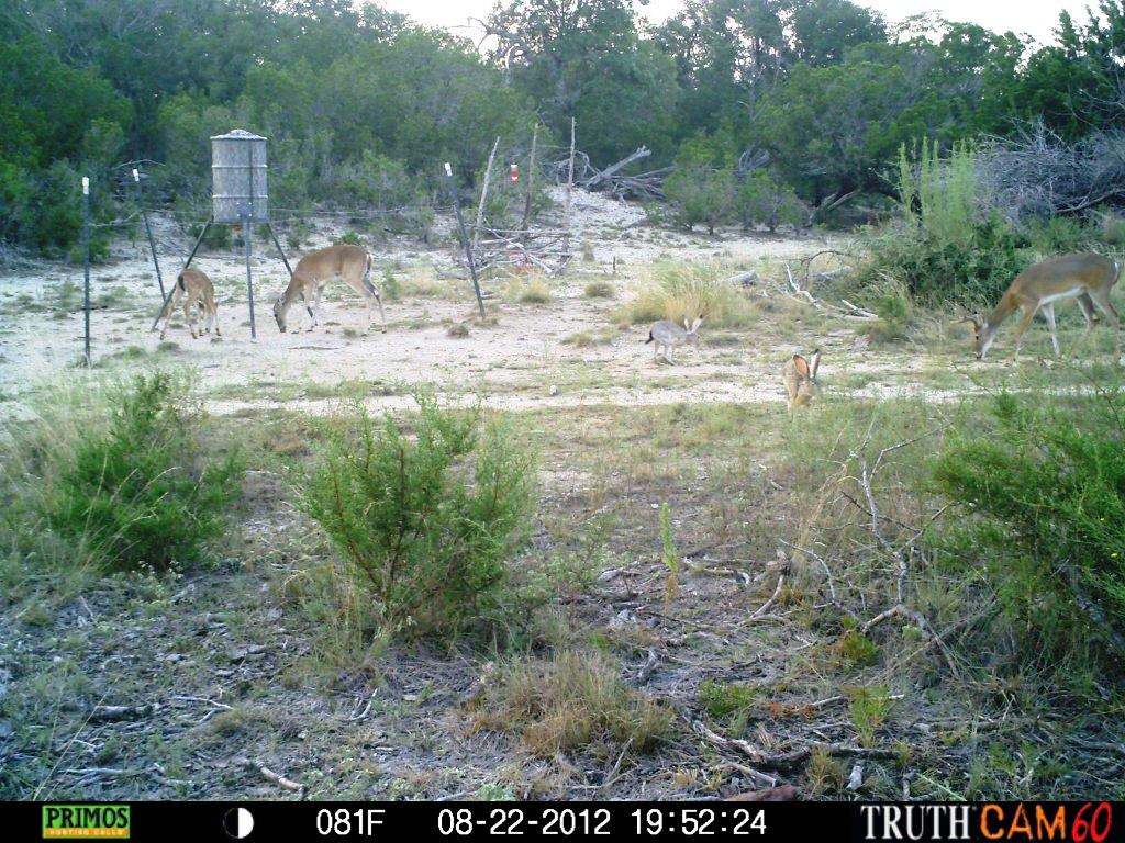 Wild Ed's Texas Outdoors Texas Deer Feeders Help All Kinds of Wildlife