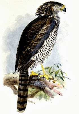 Águila culebrera azor Eutriorchis astur