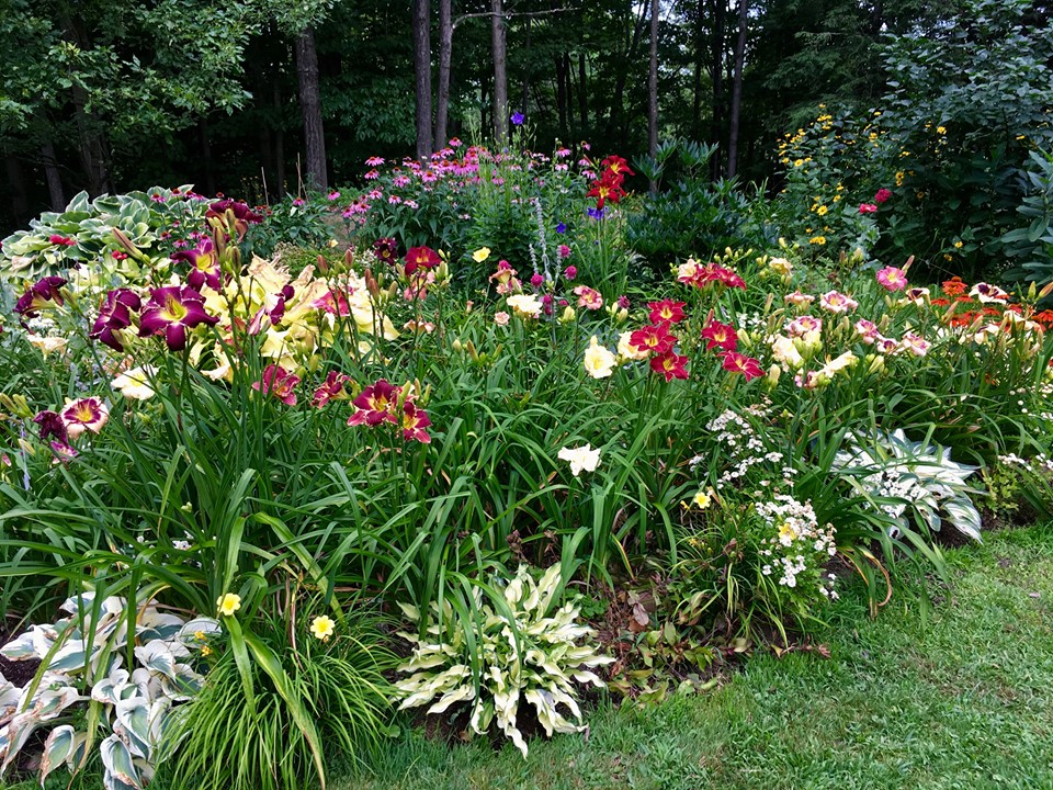 Lewis Daylily Garden Daylily gardens from across the country.