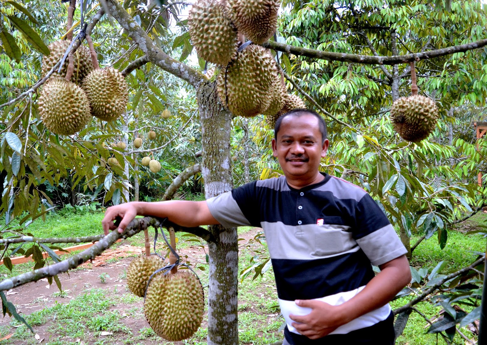 Wisata Kebun Durian Candimulyo SENTRA KEBUN DURIAN