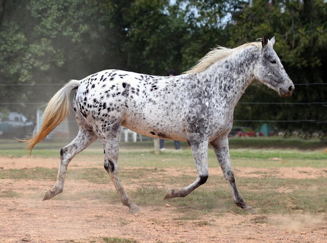 The beautiful Appaloosa horses | American horse breed The beautiful Appaloosa horses | American horse breed