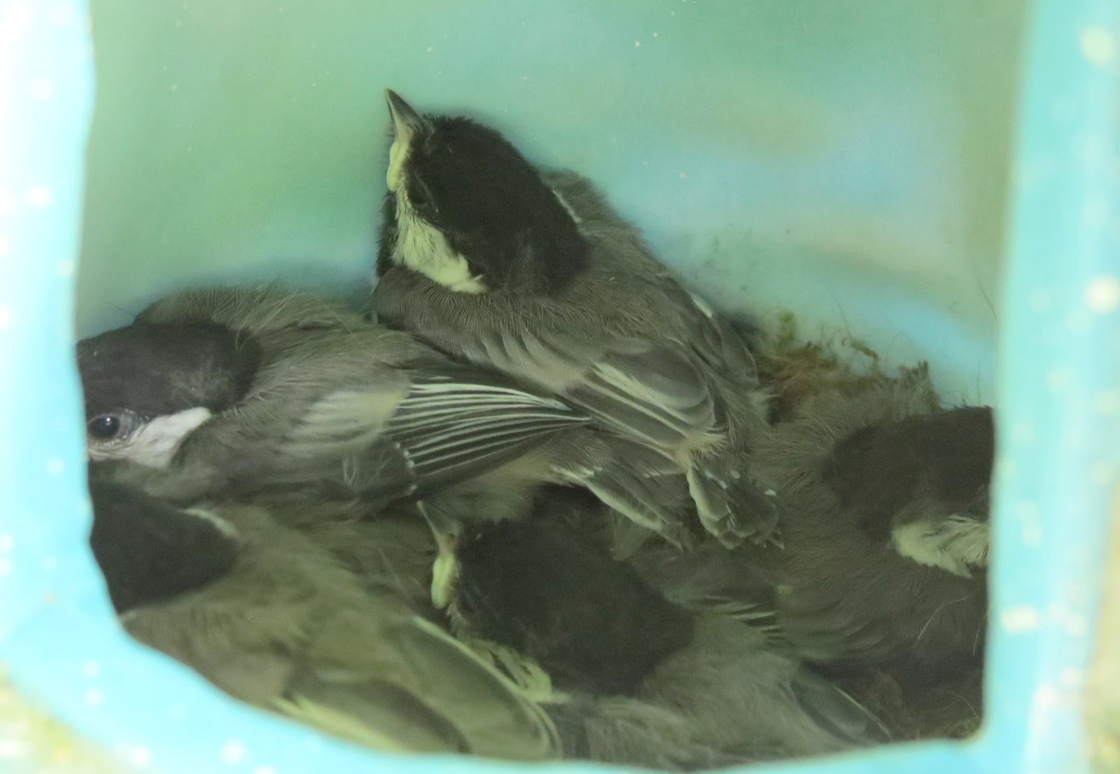 Chickadees about to fledge - Travels With Birds