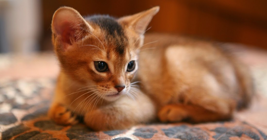 Pet's World: Top 5 Cute Cat Breeds For Families